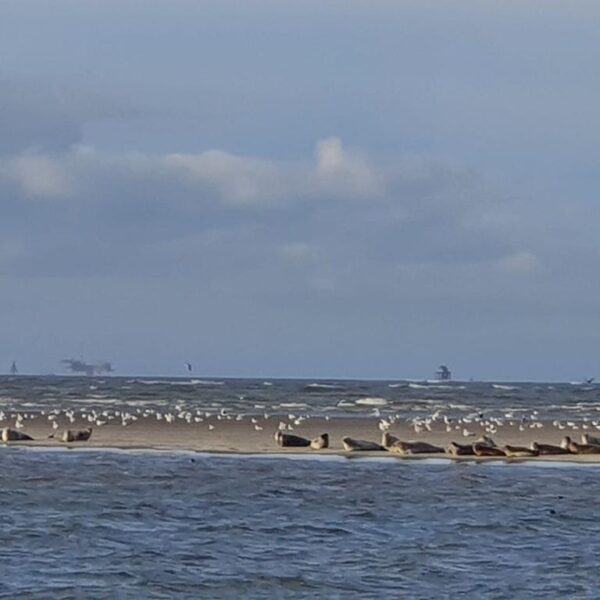 Zeehonden op zandbank@Gouden Vloot zeilreizen